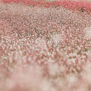 그럼에도 말해줘야지, 사랑이라고