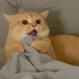 标准录音1_20220401_143428