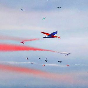 翅膀上的freedom