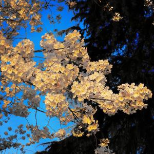 我不在为爱遭罪 也不晓得怎么进的鼓