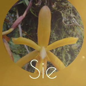 Sie