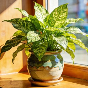 戒不掉的习惯.flac