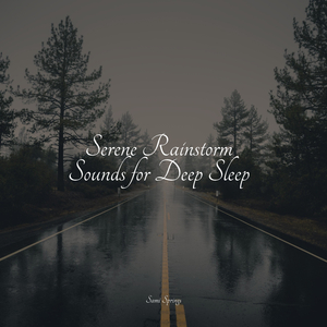 Rainy Woodland Ambience