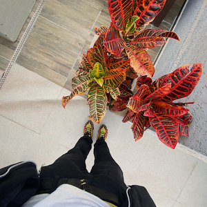 Mãe Solteira (Speed)