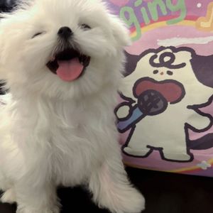 未命名的悸动