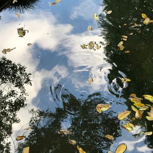 落花
