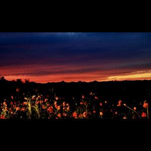 早开的晚霞（翻自 郁欢）