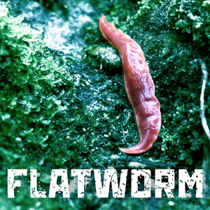 Flatworm