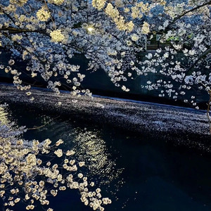 悲风伴雨凭花落 (Prod by FRESH_ye）