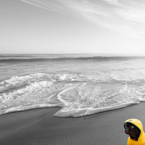 Wave Sounds: Venice Beach - California, United States