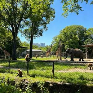 Zoo (Cover Disney/Shakira)