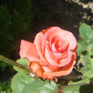 Enstrümantal- Kırmızı B1- flüt denemesi (Special Version)