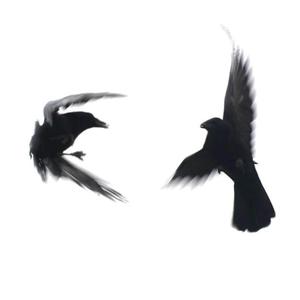 Ma Plume (feat. Nocif)