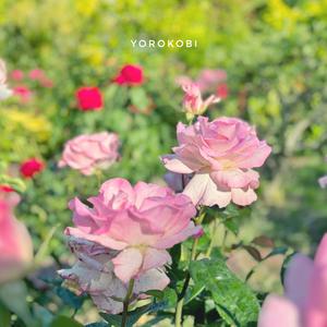 Yorokobi