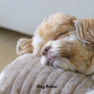 Canine Serenity Suite
