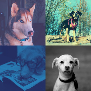 微妙的可爱的狗心情