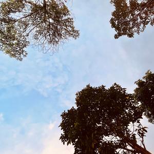 曾经有你的森林