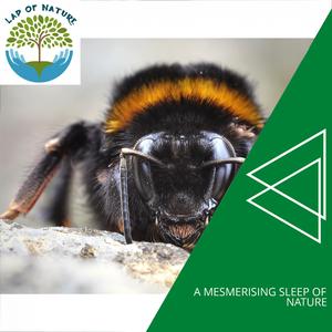 Nature Love and Rain Forest