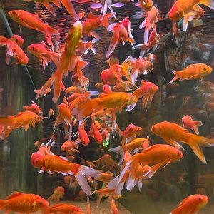 如果爱情也可以百度