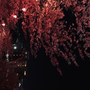 CANT LOSE FOCUS (feat. zvch)