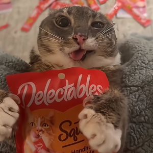 happy cat