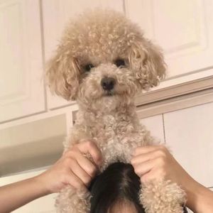 额头上的小狗