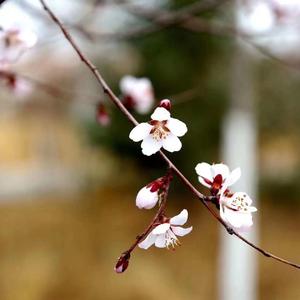 只要平凡（女声热版）