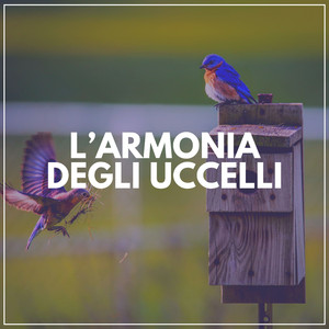 Attraverso la pioggerella