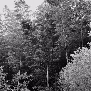 寂静之秋 Silent Autumn