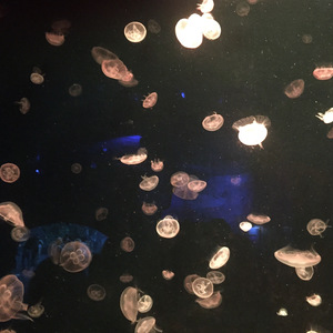 ocean