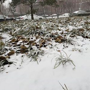 你是我心底的刺与诗