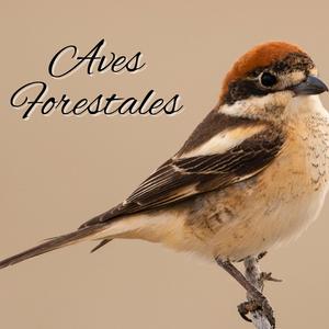 Descanso De La Mente