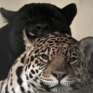 独行侠+爱如潮水+他（宇）