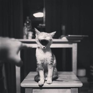 無題 (Cover 阿鹿米爾)