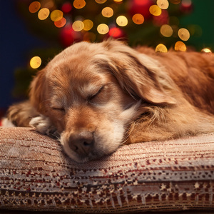 Calma Después De La Persecución