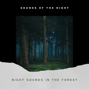 Forest Noise