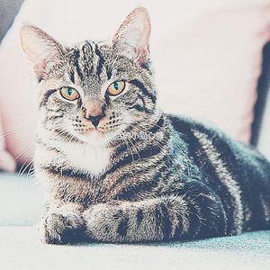 温和可爱的猫梦想