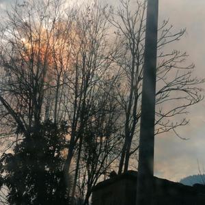 一颗会开花的树（翻自 谢春花）