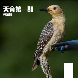 因为你在林海 伴奏