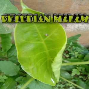 Kesedian malam
