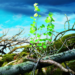 Отшумели ветры