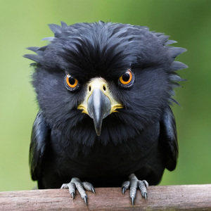 God-like rhythms, no drums to disrupt (Binaural Beta 22 Hz)