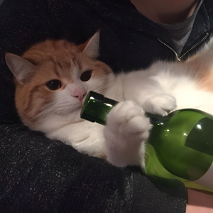 往事清零（橘子）