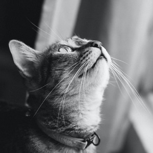 An apple a day keeps the doctor away