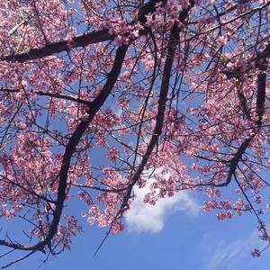 ドアーズ（doors)