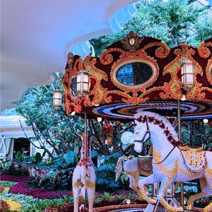 Let's go find the Mistletoe