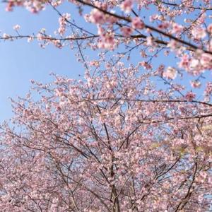 樱语小城春-整曲