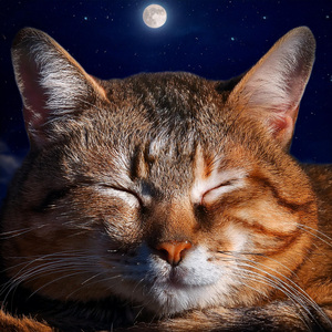 Susurros Del Amanecer Lofi