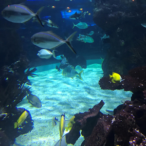 Tampa Bay Lights Call My Name