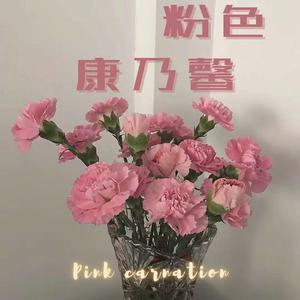 粉色康乃馨（prod.MoneyxoxUVI）